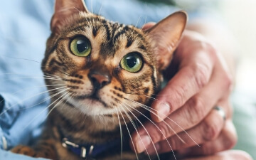 A cat looks endearingly at you