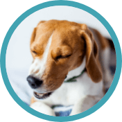 A dog with its eyes closed