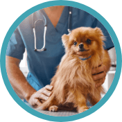 A small dog with a vet