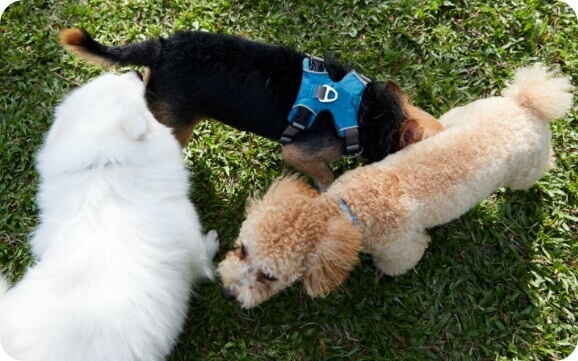 Three dogs sniffing each other at the dog park