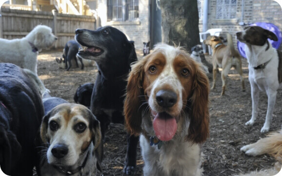 Dogs at a doggy day care all look into the camera happily