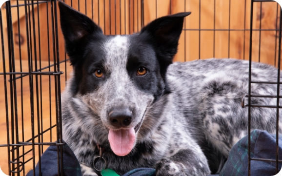 A dog in a kennel