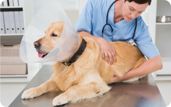 A yellow lab wearing a cone gets inspected by a vet