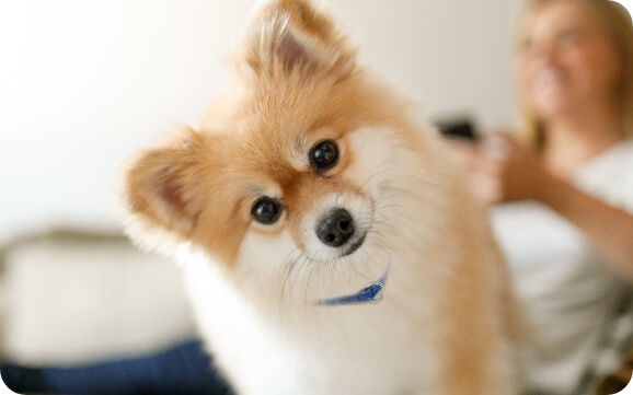 A small dog looks curiously at the camera