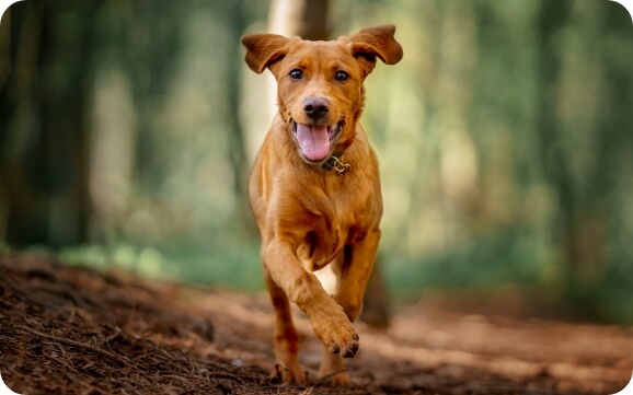 A young dog scampers through the woods
