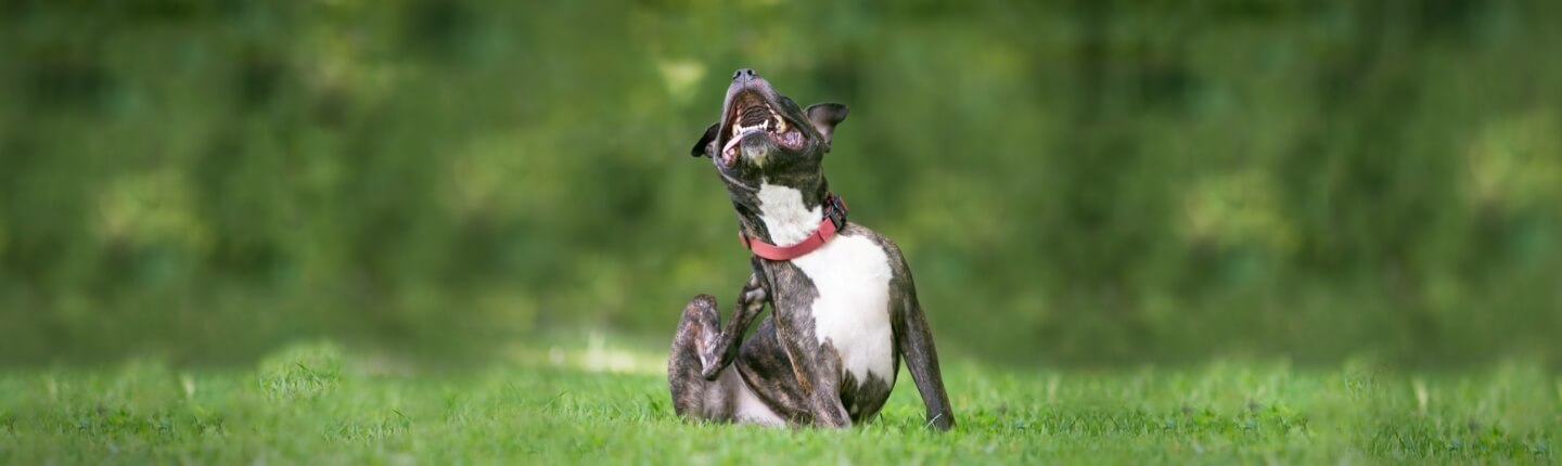 A dog scratches itself in the park
