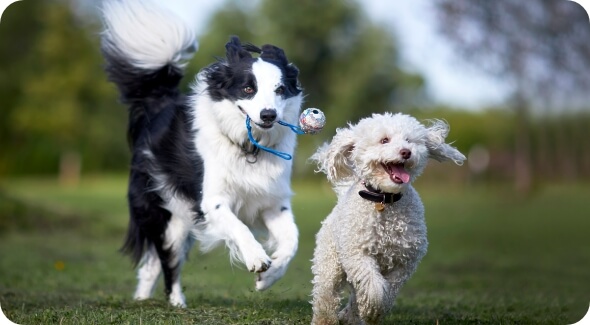 A border collie chases a small dog while holding a toy in its mouth | Healthy Habits For New Pets
